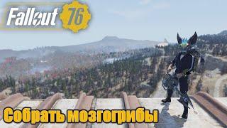 Fallout 76 ежедневные и еженедельные испытания. Собрать мозгогрибы