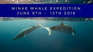 Minke Whale Expedition - June 8th Departure - Great Barrier Reef