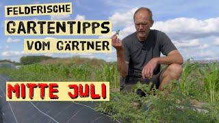 Gartenarbeiten Mitte Juli - Tomaten direkt auf dem Feld wachsen lassen Aussaaten im Sommer