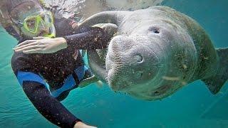 Endangered Florida Manatees in pristine water Crystal River FL HD video