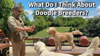 Are Doodle Breeders Ethical & Responsible?