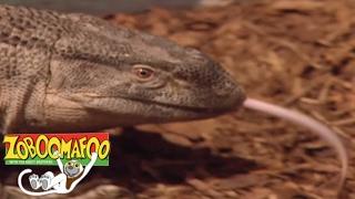  Zoboomafoo Season 1 Episode 3 Dinosaurs  HD  Full Episode