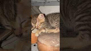 Anak kucing milih tempat berdebu kenapa harus disitu? #shorts #short #shortvideo #kucing #cat