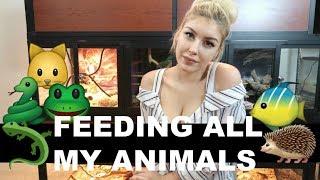 Feeding All My Pets in One Video 