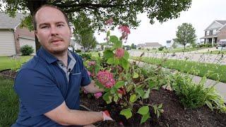 Mistakes Make Us Better Gardeners a drowning hydrangea  Clay Soil Woes