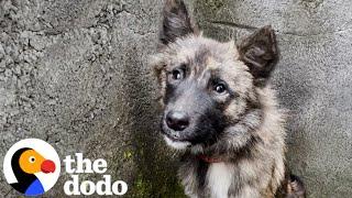 Stray Dog Who Was Impossible To Catch Walks Through Rescuers Door  The Dodo