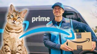 Cat Returned In AMAZON package