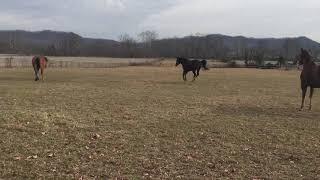 Frisky Horse Horse throws a kick