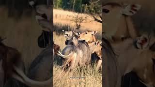 amazing facts about nilgai in hindi  facts about nilgai in hindi #nilgai #shorts #shortsvideo