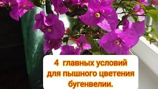 Бугенвиллия уход в домашних условиях.#bugenvile #buginvellia_flower#цветыдлядома #бугенвиллия