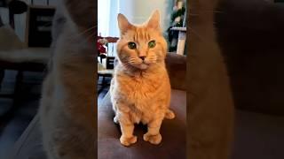 Funny cats  episode 209 #shorts