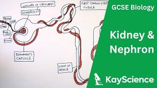 The Kidney & Nephron - GCSE Biology  kayscience.com