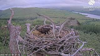 Dorcha the Loch Arkaig Osprey arrives early Louis arrives without fish does nest work 14 Jul 2024