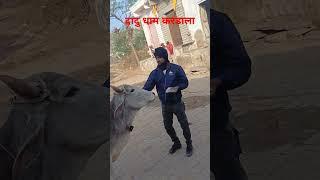 गाय की सेवा करो जीवन सफल होजायेगा  youtub short video  Narsi mundel kardala 