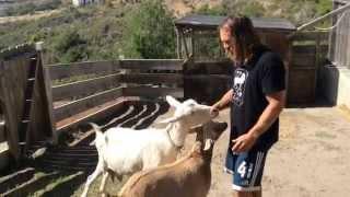 Meet Dana McGregors famous surfing goats