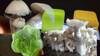 Making Medicinal Mushroom Agar Gummies Vegan Friendly