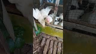 Update Ayam Warna Warni Sudah Dewasa Kita Kasih Makan Nasi Bekas