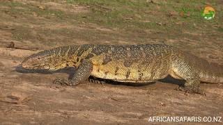 Kadal Monitor Nil - kadal terbesar di Afrika