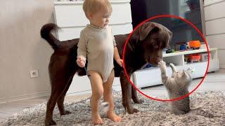 Adorable Baby Protects His Dog from Kitten Attacks