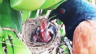 Red Crow GRABS OUT Baby HOLDING its NECK SKIN  Bird eating bird  bulbul bird in nest