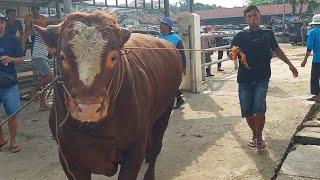 SAPI SUPER TERMAHAL DI PASAR PON AMBARAWA 