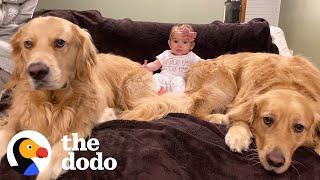 Dog Brothers Claim Newborn Baby Sister As Their Own  The Dodo