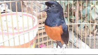 White Rumped Shama singing its beautiful song  bird calls  #SwallowBird