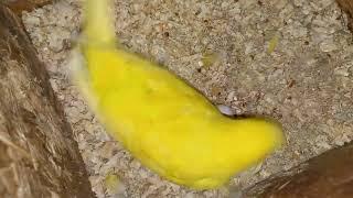 Жоўтая самка хвалістага папугая.