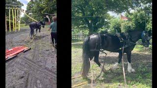 Training a Homebred Mare to Drive - Bird