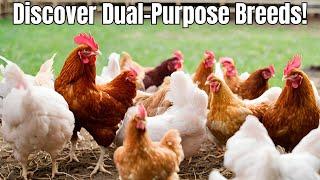 Top 10 Fast-Growing Dual Purpose Chicken Breeds  Highest Average Daily Gain  Meat and Egg