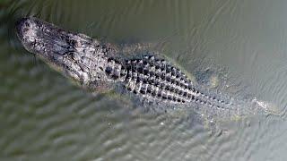 BiggestGATOR at Lake Hancock Lakeland Florida