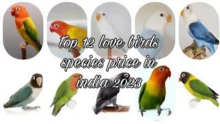 top 12 love birds species price in india 20232024