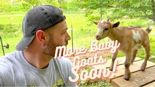 Baby Goats are almost here