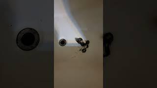 Heres How Clogged a Shower Drain Gets w 4 Roommates