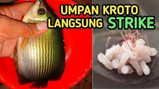 Umpan ikan tembakang - episode 5