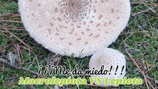 Me da miedo coger la Macrolepiota Procera Guia Macroplepiota Procera vs Lepiota