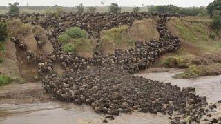 Wildebeests and Zebras Migration in Serengeti National Park.