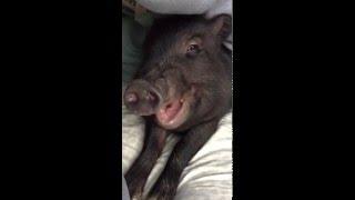 Slo-mo Mini Pig Yawning