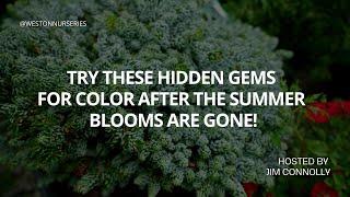 TRY THESE Hidden Gems for Color after the Summer Blooms are Gone