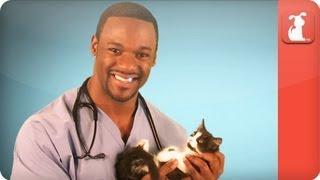 Hot Vet - Cats and Vaccines