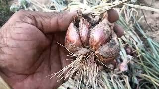 GROWING ONIONS FOR SPRING ONION