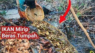 Rawa Belum Terjamah Manuals  Di Kuras Stelah Kering Lihat Ikan Nya Bikin Merinding.