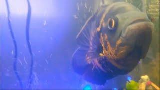 Tiger Oscar Aquarium Underwater Footage