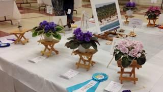 African Violet Show & Sale - Palos Verdes CA - Mar 9 2019