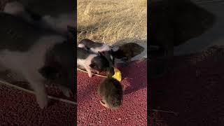 The piglet and the duck went on a wild adventure together and finally found food  