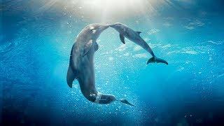 Healing songs of Dolphins & Whales  Deep Meditative Music for Harmony of Inner Peace