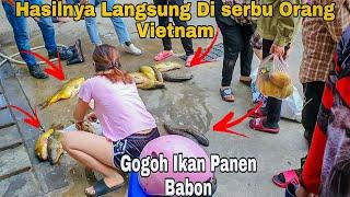 Hasilnya Gogoh Langsung Di Serbu Orang Vietnam  Gogoh Ikan Panen Babon