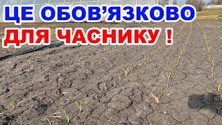 Перші роботи на часнику весною  Вирощування часнику від а до я