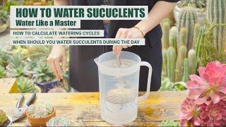 HOW TO WATER SUCCULENTS LIKE A MASTER  9 Years Living with Succulents