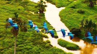 Arara-azul Amazônia